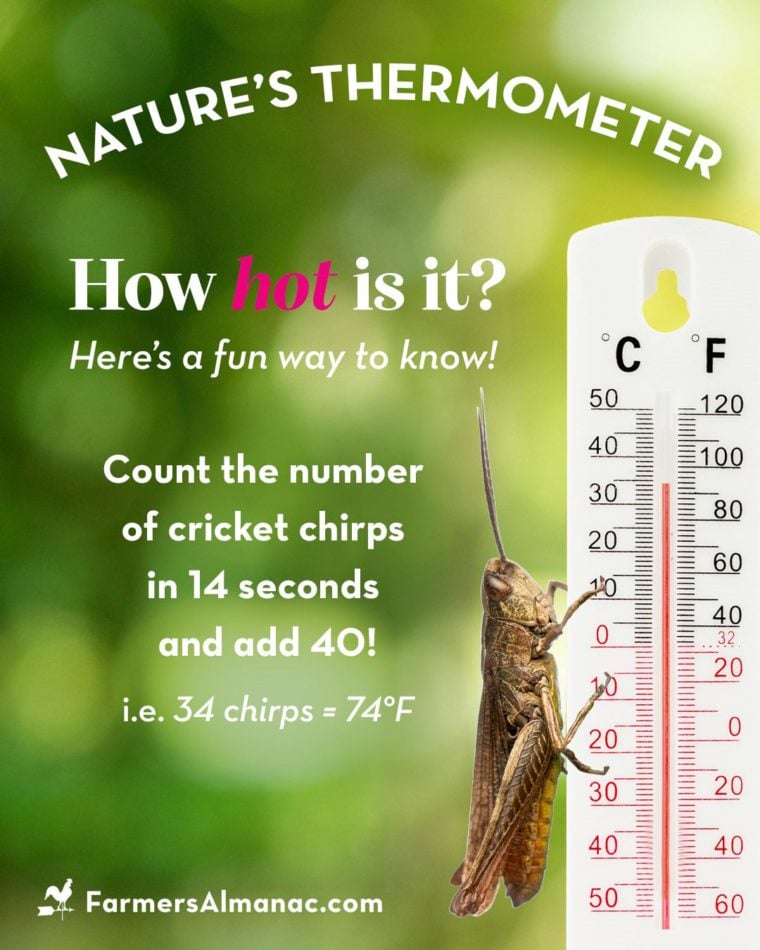 A cricket on a thermometer telling the temperature.