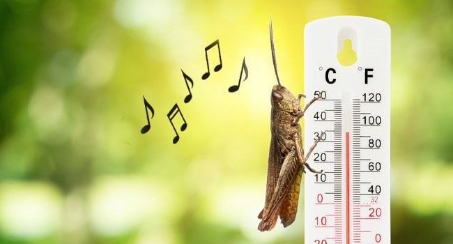 A cricket on a thermometer.