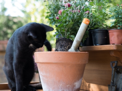 7 Ways To Pet-Proof Your Garden featured image