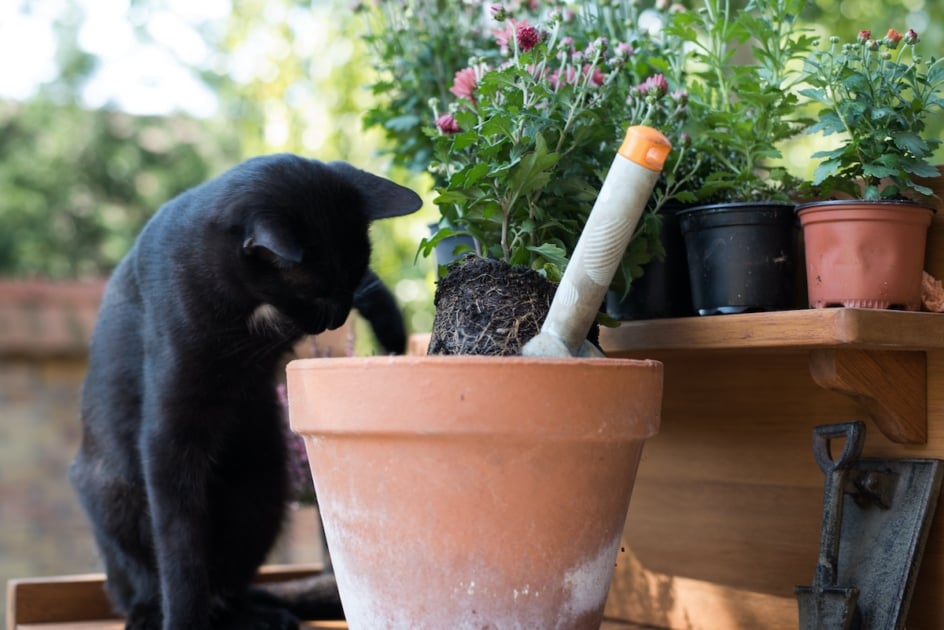 Cat planting autumn flowers