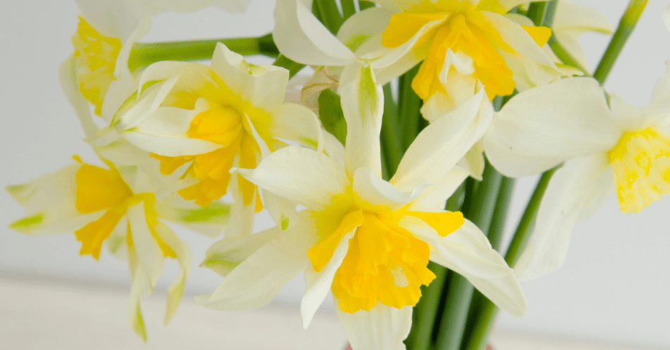 bunch of daffodils close up