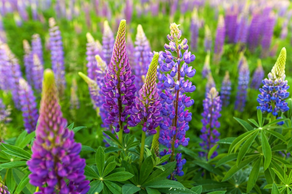 purple lupine growing