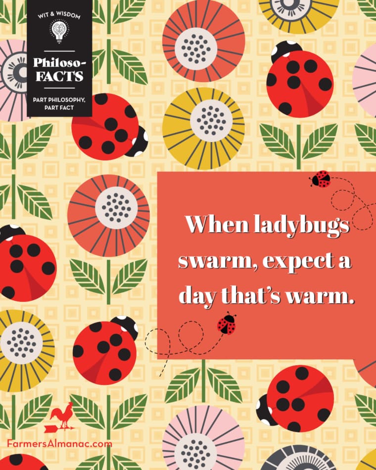 When ladybugs swarm expect a day that is warm."