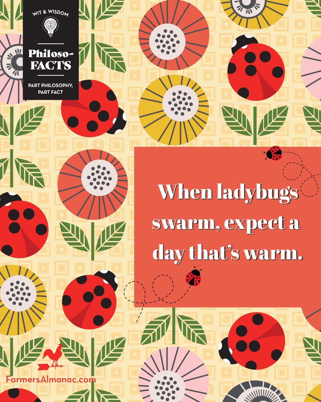 Folk saying: When ladybugs swarm expect a day that is warm