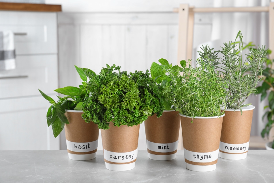 Seedlings of different aromatic herbs in paper cups with name labels on light grey marble table