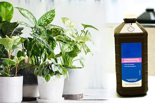 Hydrogen peroxide uses represented by a healthy plant beside a dark brown bottle.