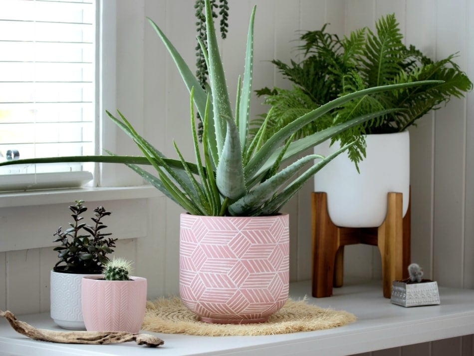 aloe Houseplant - Flowerpot