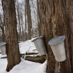 Buckets on old sugar Maple trees in Ontario forest to collect sap for syrup.