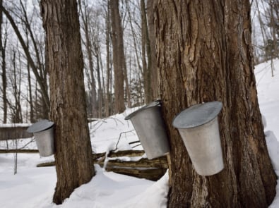 Buckets on old sugar Maple trees in Ontario forest to collect sap for syrup.