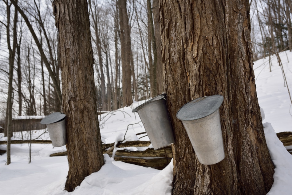 Buckets on old sugar Maple trees in Ontario forest to collect sap for syrup.