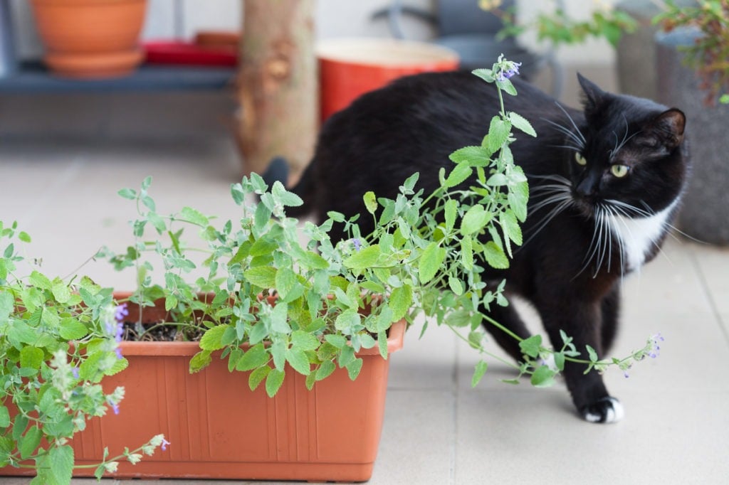 Close up of catnip, green herb growing in a container and black cat walking around