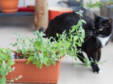 Catnip: It’s Not Just for Fluffy! featured image