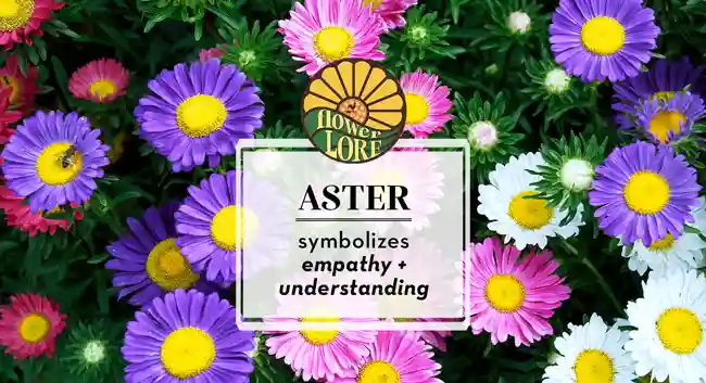 June birth flower, rose, which symbolizes love.