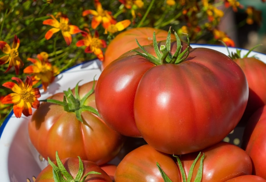 Ripe juicy tomatoes