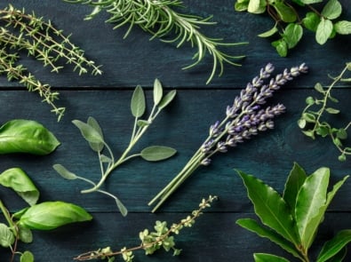 Fresh aromatic herbs, overhead flat lay shot on a dark rustic wooden background. Rosemary, lavender, bay leaf, thyme, basil, sage etc.