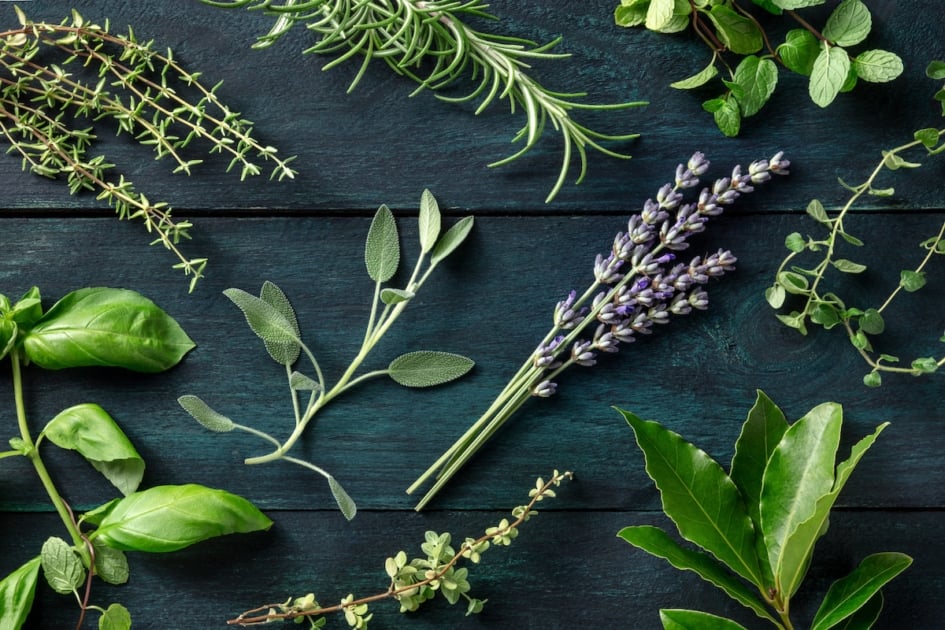 Fresh aromatic herbs, overhead flat lay shot on a dark rustic wooden background. Rosemary, lavender, bay leaf, thyme, basil, sage etc.