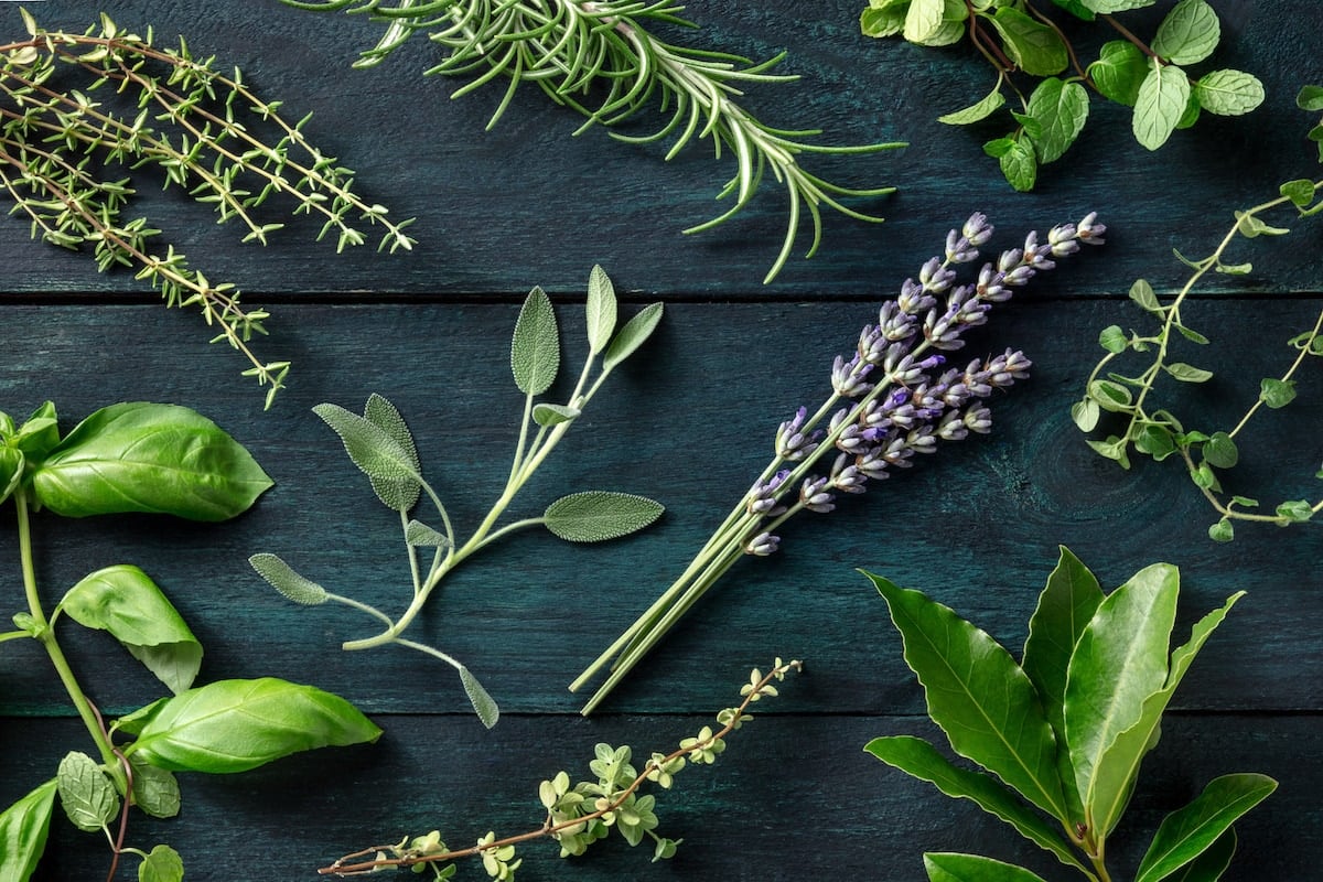 10 Herbs That Can Induce Nightmares