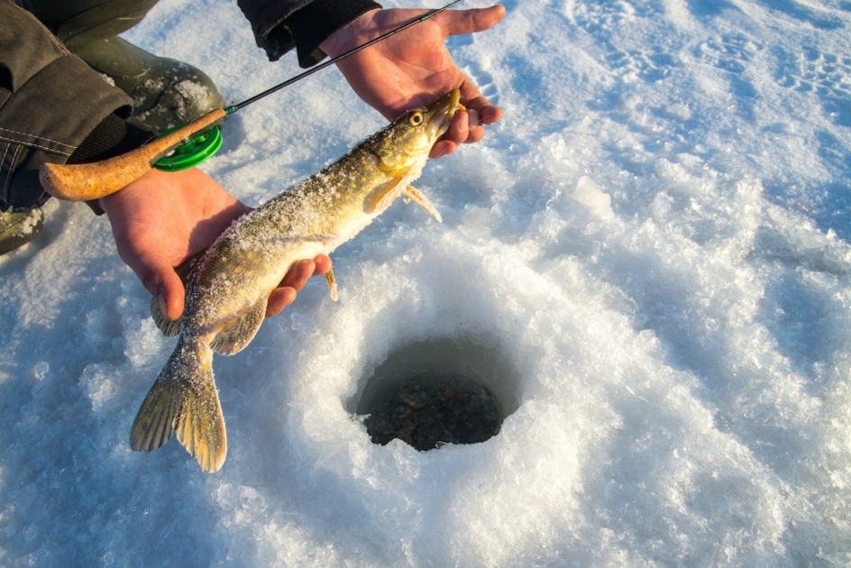 Northern pike - Fisherman