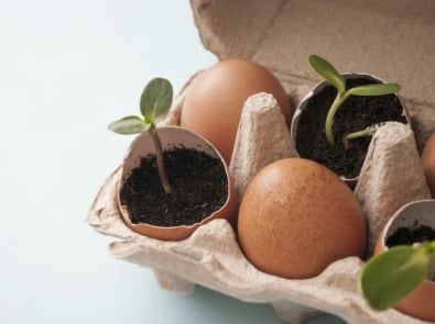 Eggshells: Nature’s Perfect Seed Starters featured image