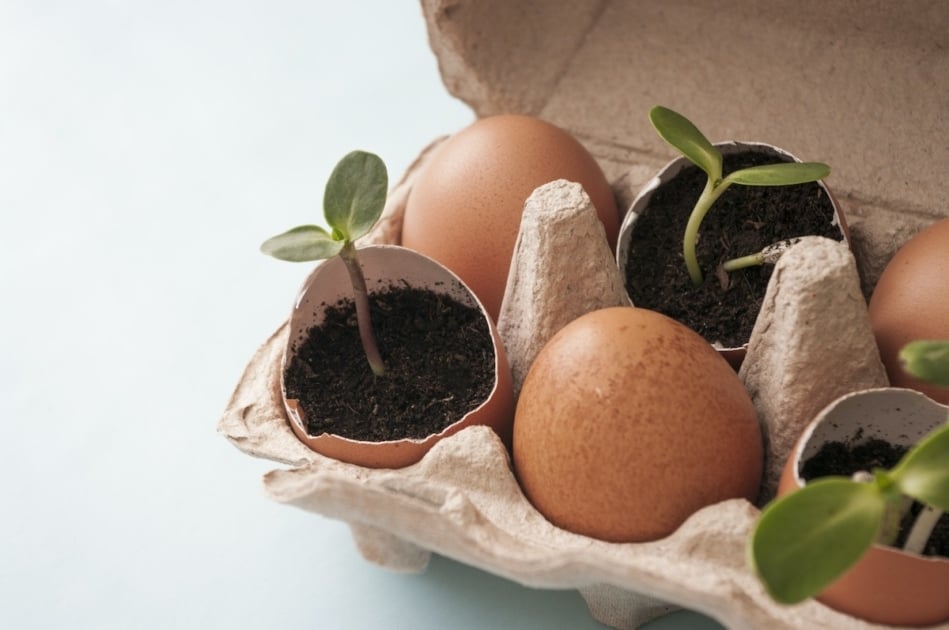 Eggshells: Nature's Perfect Seed - Farmers'