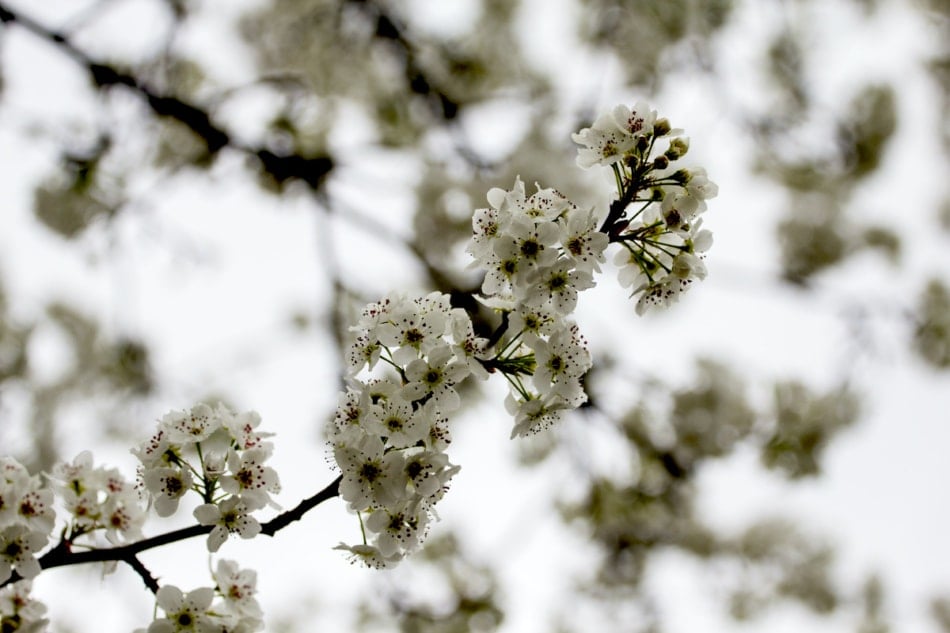 Dogwood Tree Blooming in Spring