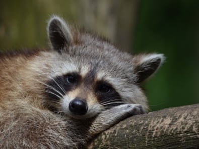 Garden and Household Pests: Raccoons featured image