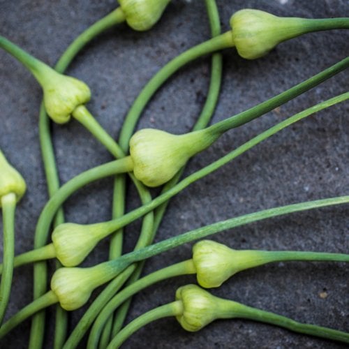 Several Baby Garlic Scapes on Black Countertop.