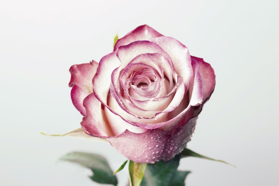Close-up of single beautiful pink rose, isolated on white background