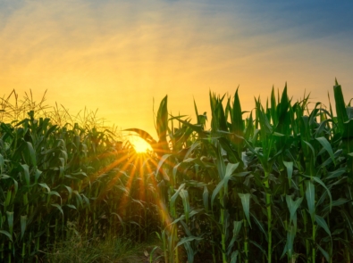 green corn field in agricultural garden and light shines sunset