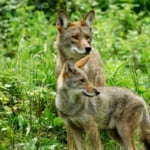 Coyotes with forest background.