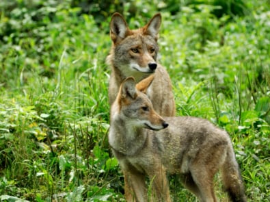 Coyotes with forest background.
