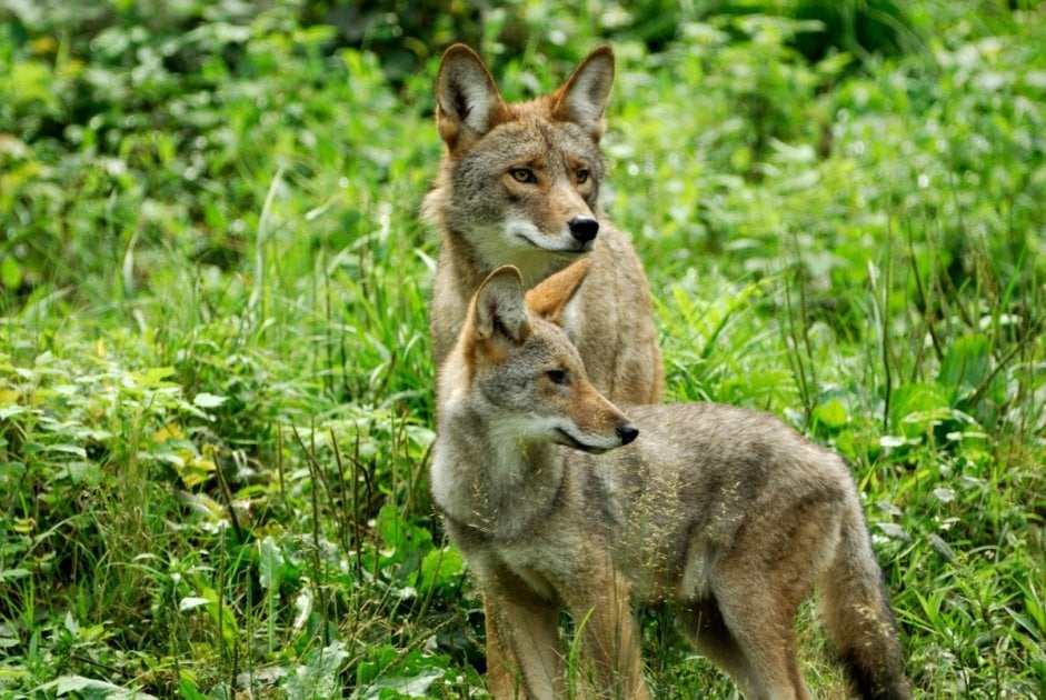 Coyotes with forest background.