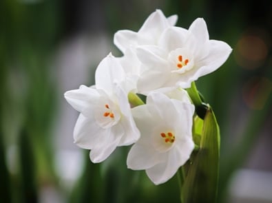 The December birth flower, narcissus flower.