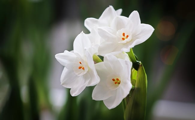The December birth flower, narcissus flower.