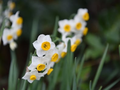 December Flower Lore: Narcissus featured image