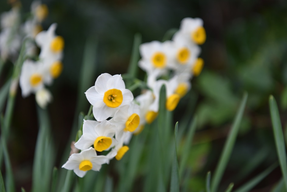 Narcissus flowers with dark green background.