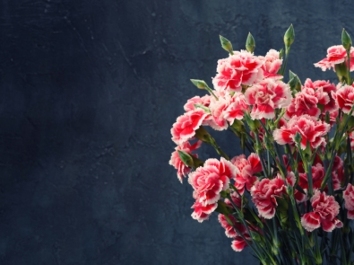 January Flower Lore: Carnations featured image