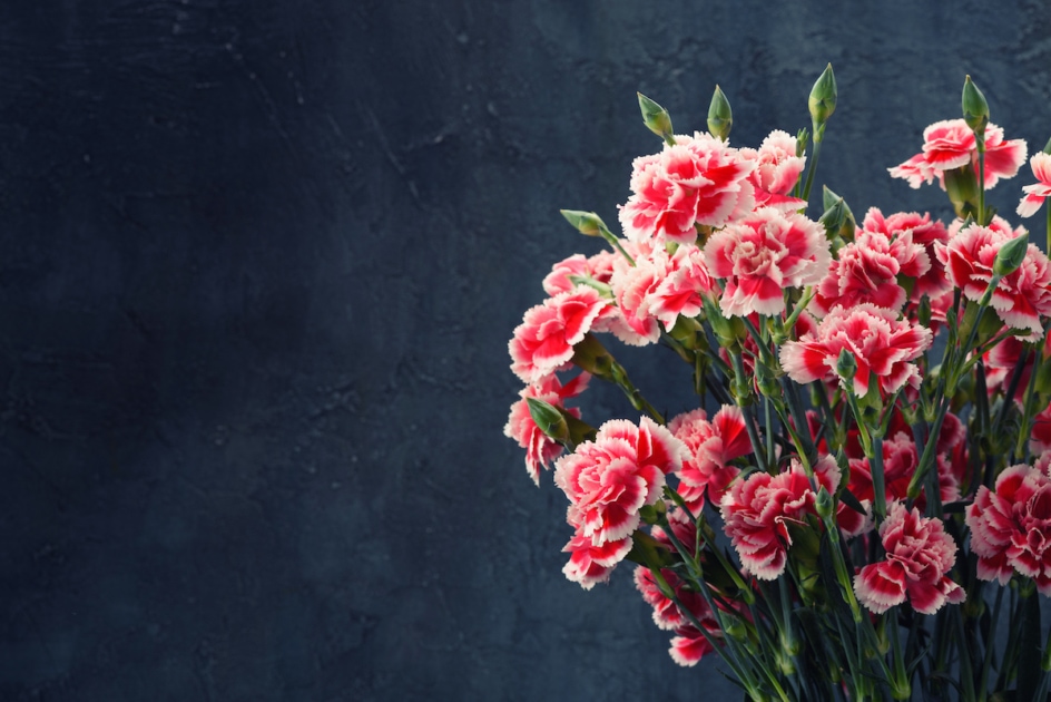 Carnation flowers bouquet vintage toned. Dark moody background with copy space.