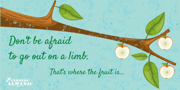 Don’t be afraid to go out on a limb. That’s where the fruit is.image preview