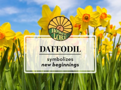 Daffodil The March Birth Flower featured image