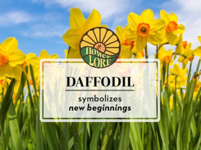 Daffodil The March Birth Flower featured image