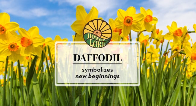 March birth flower daffodils symbolize new beginnings.