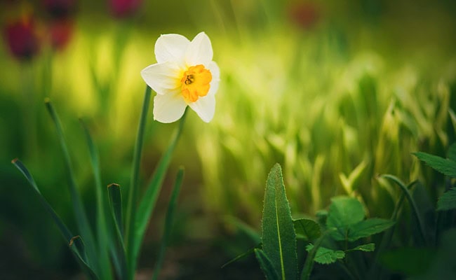 March birth month flower alternative, the jonquil.