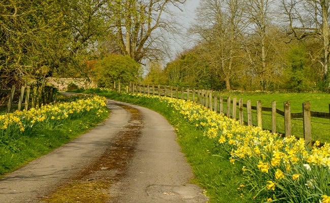 Daffodils along a roadside.