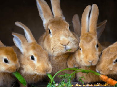 family of rabbits enjoying carrots