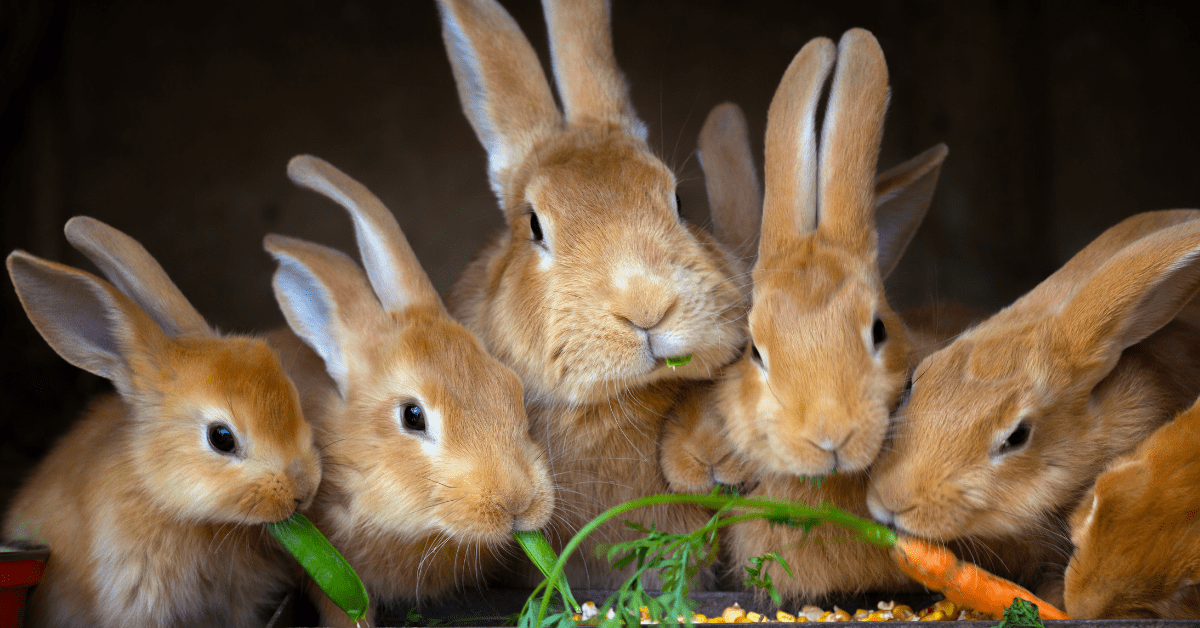 family of rabbits enjoying carrots