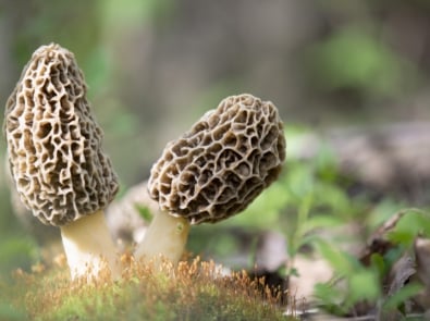 morel mushroom growing in the spring