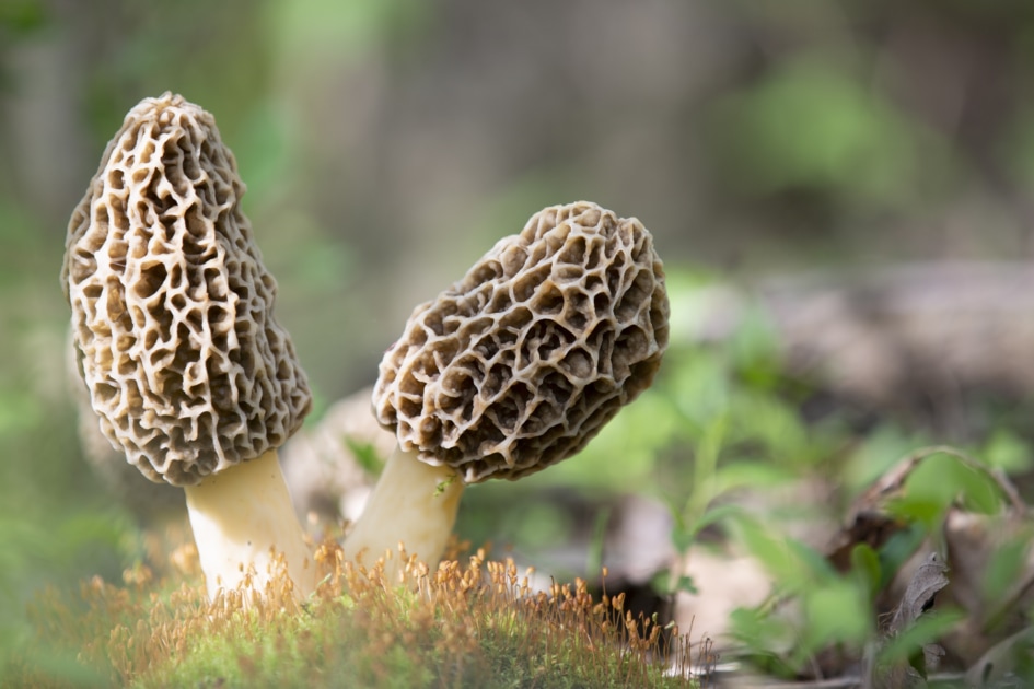 morel mushroom growing in the spring