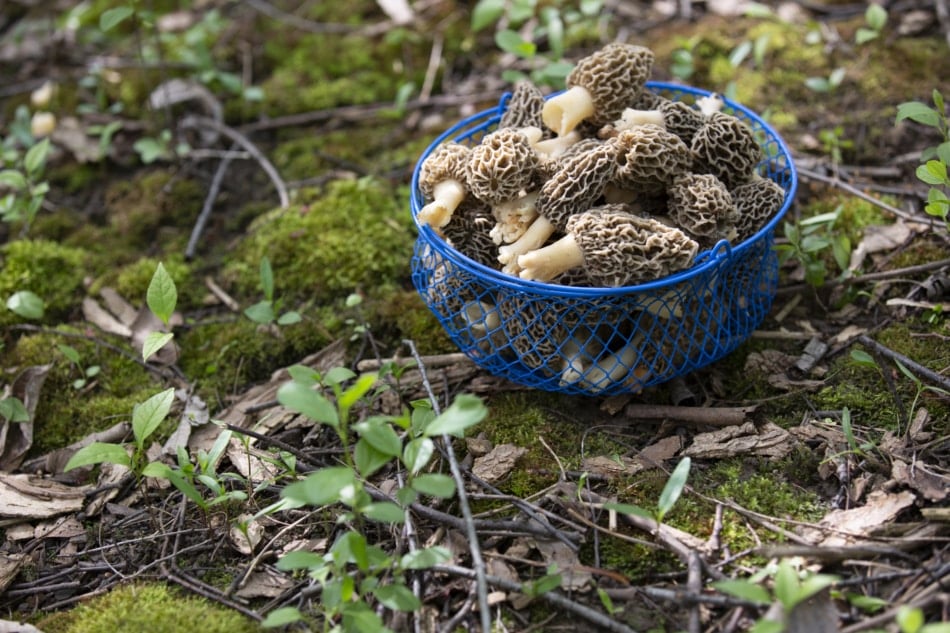 fresh picked morel mushrooms in a basket on moss forest floor