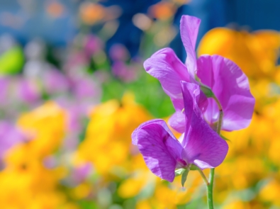 April Flower Lore: Sweet Pea featured image